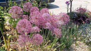 Alliums Purple Sensation