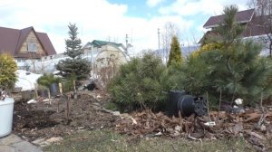 Посадка роз в Сибирском саду. часть первая.