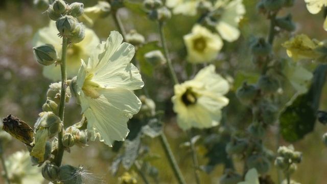 14 июля-Летние Кузьминки.Кузьма и Демьян.Народные приметы. смотреть онлайн