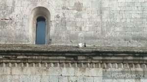 Una gavina vol menjar Colom per sopar a la teulada de Sant Pere de Galligants de Girona. 3-6-2019