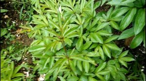 Результат черенкования пионов!