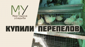 У нас пополнение. Купили перепелов. Техасские перепела