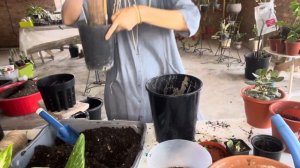 Юкка. Пересадка. Обрезка. Грунт.