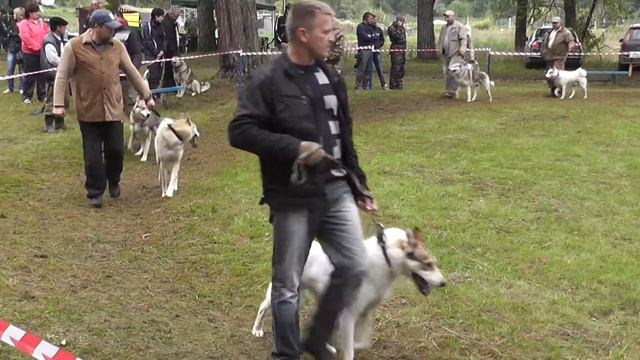 64 я Кировская выставка охотничьих собак  Ринг ЗСЛ кобели старшая возрастная группа4 смотреть онлайн