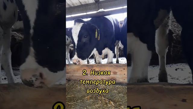 Уберите эти 3 фактора и ваши животные будут меньше болеть.