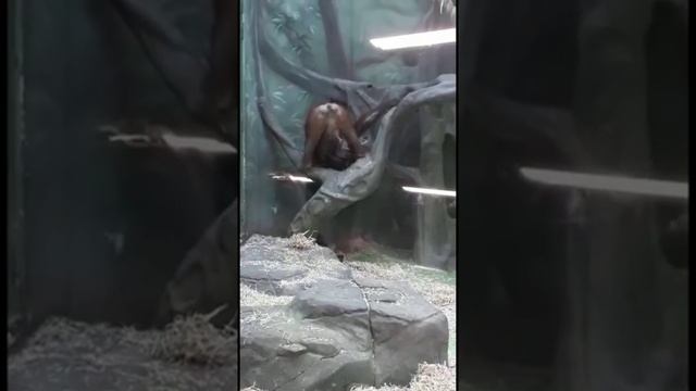 Будни орангутанов ??