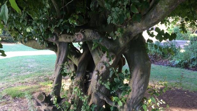 Persian ironwood (Parrotia persica) - trunks - July 2018 смотреть онлайн