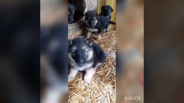 Немецкие овчарки. смотреть онлайн