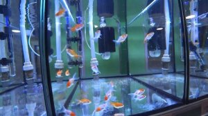 Жизнь зоомагазина - приехали аквариумные рыбки 2022!