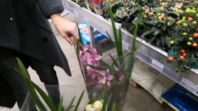 Обзор магазина Флоревиль. Купила Цимбидиум. Фаленопсис. Орхидеи. Розы