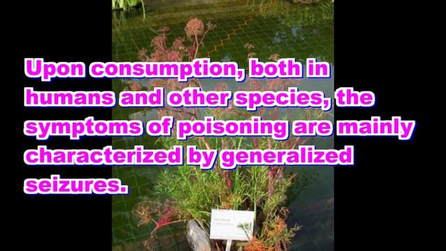 Top 10 Most deadly plants on the earth смотреть онлайн