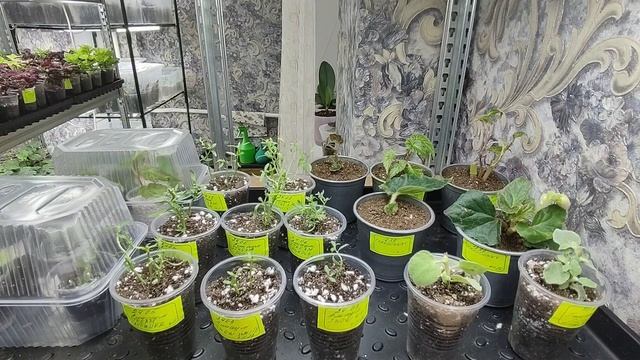 Мои новинки. Получила посылку с вегетативными растениями. Распаковка посылки. Черенки спустя 5 дней смотреть онлайн