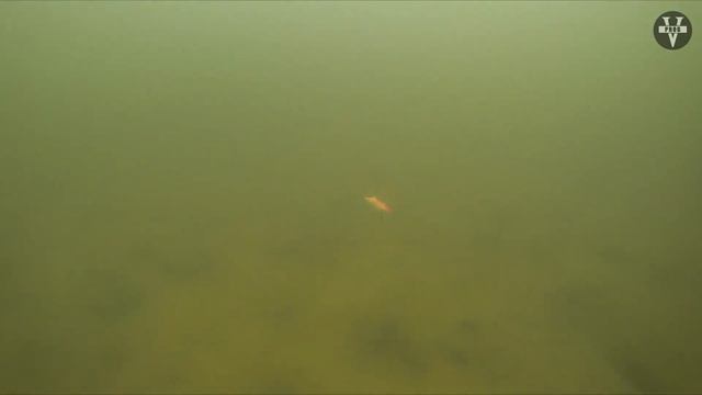 ФОРЕЛЬ. Как ловить и все о рыбе, которая способна утонуть ! смотреть онлайн