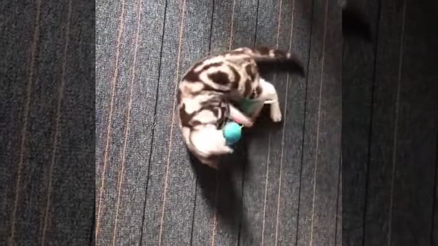 USB мяч игрушка для кошек смотреть онлайн