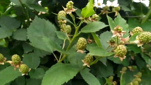 Ежевика Тройная Корона очень урожайный сорт смотреть онлайн