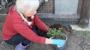 Когда и как высаживать саженцы роз в открытый грунт ??? Сажаю в конский перегной.