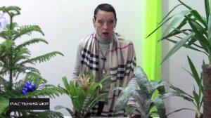 Бромелиевые растения / Как размножаются бромелиевые?