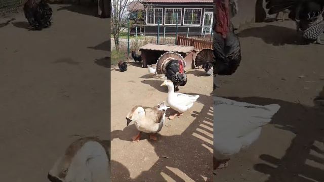 Ярославский зоопарк смотреть онлайн