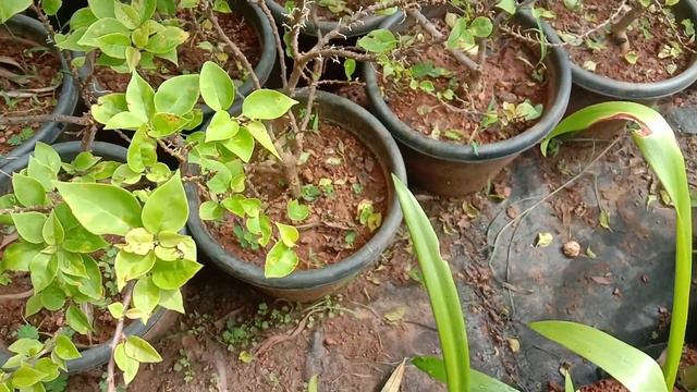 Bougainvillea (also called Paper Flower) Dwarf Plants смотреть онлайн