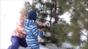 "Откуда берутся шишки?"