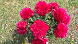 Diana Parks peony Диана Паркс пион
