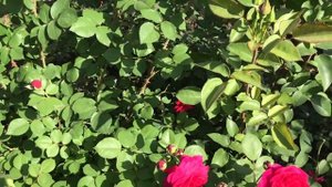 РОЗЫ//Моя коллекция//Июньское цветение.