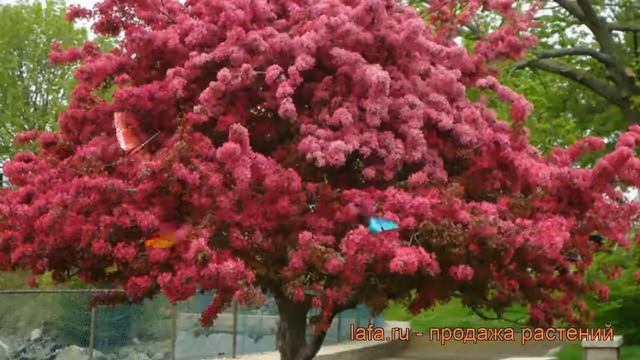 Яблоня декоративная Маковецкого (malus) ? Маковецкого обзор: как сажать, саженцы яблони Маковецкого