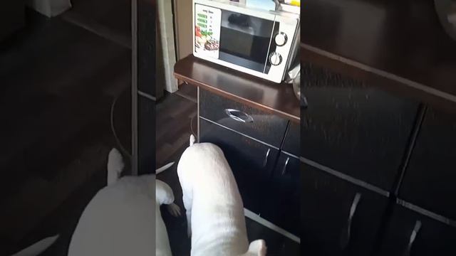 Дрессировка собак везде. В том числе и на кухне.