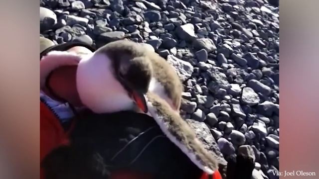 When Animals Showing Love to Human by Their Cute Way смотреть онлайн