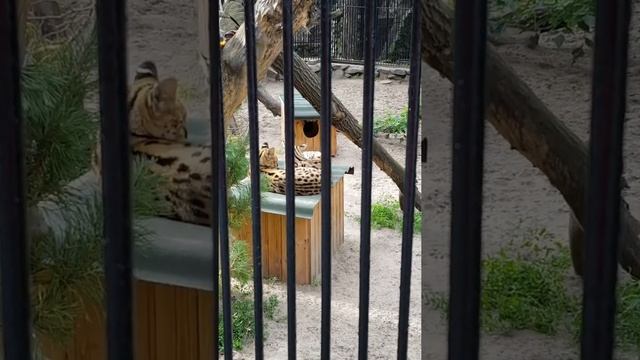 Новосибирский зоопарк / Novosibirsk Zoo