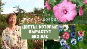 Я оставила их на два месяца без ухода! ОДНОЛЕТНИКИ без рассады и ухода Малоуходный сад