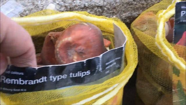 МОЙ САД В ДЕКАБРЕ / ПОСАДКА ТЮЛЬПАНОВ В ЯЩИК смотреть онлайн