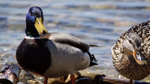 Детям про уток смотреть онлайн