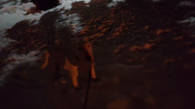 Сказочная красота! Дэнни и Снап #дэнни #снап #бультерьер #собака #щенок смотреть онлайн