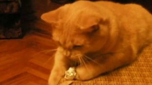 Кот хрюкает, как поросенок