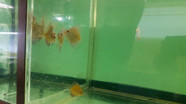 Кормление дискусов и прочей рыбы. Витамины и Ветом 1.1 смотреть онлайн