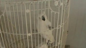 Попугай Кеша. Даёт лапу и ругается матом!!! )))