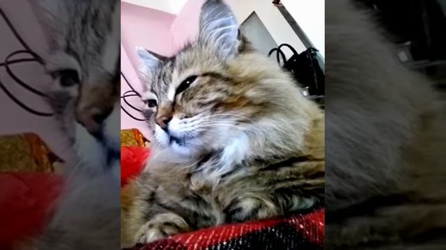 Ритуал перед охотой
