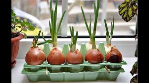 Самый эффективный метод выращивания лука дома! Как вырастить дома лук в воде?
