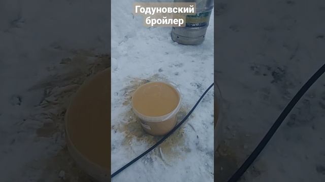 Пивные дрожжи курам. Готовим кеги к варке пива