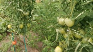 помидоры "Батяня" Агрофирма Сибирский сад.