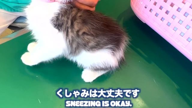 足が膿んでいた子猫を病院へ連れていってみたら。。