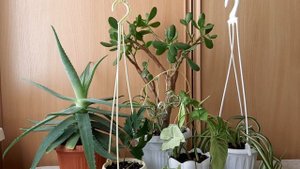 ДЕВА. ЦВЕТЫ ПО ГОРОСКОПУ. 26.08.2022.