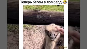 Теперь бегом в ломбард