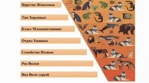 Общая характеристика животных. Тема 2. Классификация и значение животных