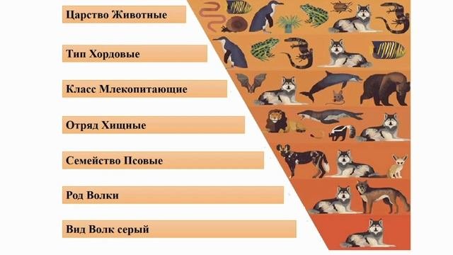 15 значений животных. 15 значений животных