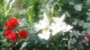 Красная плетистая роза  Крымская ночь. Red climbing rose Crimean night.