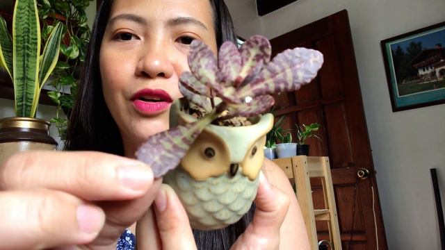 Cute plants in my roofgrden🍀 #vlog #gardening #plants Thess Dela Cruz смотреть онлайн
