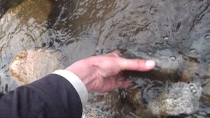 Повезло найти на речке монеты и самородки золота