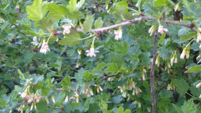 Цветение крыжовника смотреть онлайн